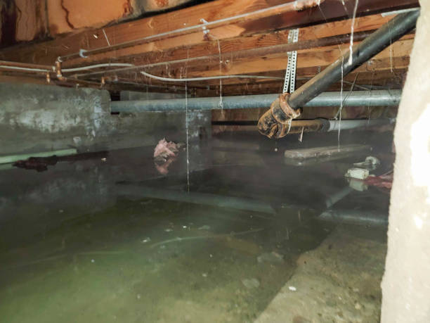 Best Professional water damage repair  in Whitehall, WI